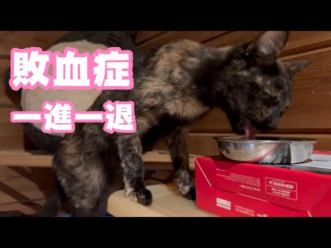 2024 01 31 2 一進一退 敗血症(YouTube)