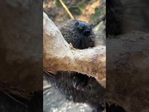 耳が幸せになる動画です！！#beaver#ビーバー(YouTube)