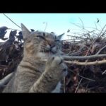 子猫の時から変わってない！変な行動をする猫(YouTube)