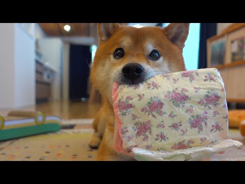 柴犬ハチが妹の紙パンツを拝借！しかしその最中まさかの妹が帰宅して‥(YouTube)
