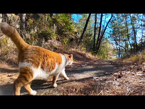 遊歩道で出会った猫「今から海行くけど来る?」(YouTube)