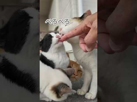 人懐こい猫の親子が可愛い♪(YouTube)