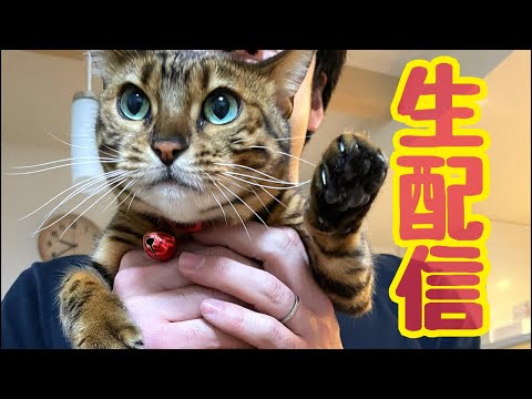 【ランチ生配信1/17】新年に慣れてきた所で猫でも見て一息つきませんか？生配信(YouTube)