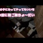 ココの子になってやってもいいぞ まず朝ご飯ちょ～だいよ  2024 01 30 1(YouTube)