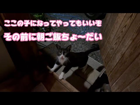 ココの子になってやってもいいぞ まず朝ご飯ちょ～だいよ  2024 01 30 1(YouTube)