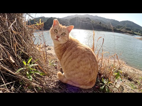 ダムのほとりにいたクリーム猫がお腹を丸出しにしてモフらせてくれた(YouTube)