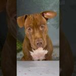 閲覧注意⚠️アヒルの骨をボリボリ食べるピットブルの咀嚼音 #ピットブル #咀嚼音 #pitbull #アメリカンピットブル #asmr #アメリカンピットブルテリア #犬の咀嚼音(YouTube)