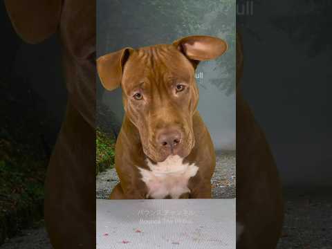 閲覧注意⚠️アヒルの骨をボリボリ食べるピットブルの咀嚼音 #ピットブル #咀嚼音 #pitbull #アメリカンピットブル #asmr #アメリカンピットブルテリア #犬の咀嚼音(YouTube)