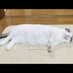 5年ぶりに杖を持たされた猫(YouTube)
