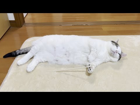 5年ぶりに杖を持たされた猫(YouTube)