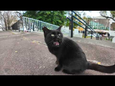 公園で出会った黒猫ちゃんがカワイイ(YouTube)