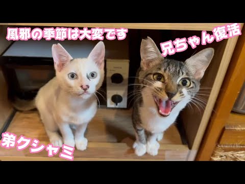 兄ちゃんが復活したら弟がクシャミな猫カゼ  【2024 01 10-1】(YouTube)