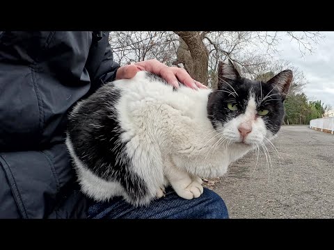 地域猫達に新年の挨拶に行ったら、牛みたいな猫がひざにのってきた(YouTube)