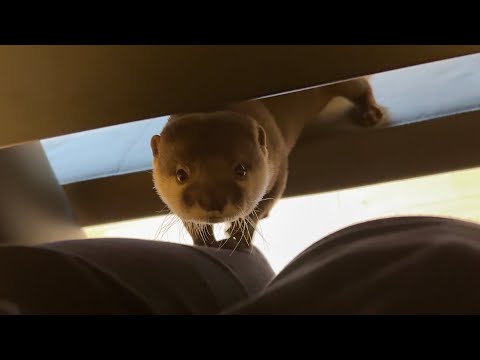 再びパソコンの邪魔をしにきたカワウソを追い払っても戻ってくる Even when I get rid of the otter, it comes back.(YouTube)