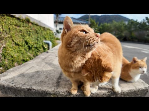 感動猫動画 のライブ配信(YouTube)