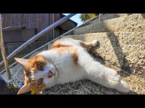 猫島の神社に猫と一緒に行くと階段がなかなか進めない(YouTube)