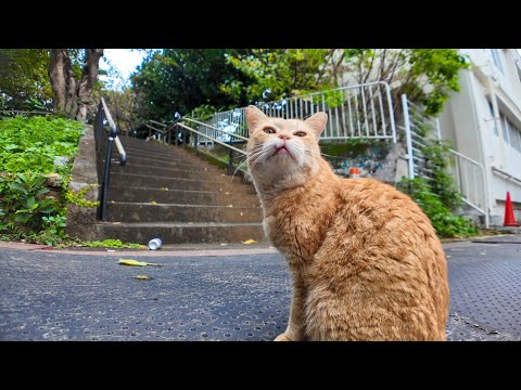 公園の茶トラ猫、撫でられて喜ぶ(YouTube)