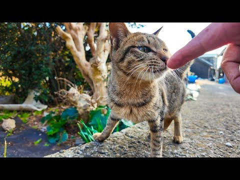 漁港の街の路地裏で出会った猫ちゃん、撫でるとついてくるようになった(YouTube)
