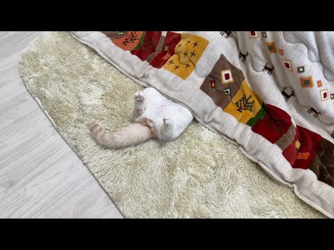 こたつを出したら極楽すぎて猫がまさかのこうなっちゃってました…笑(YouTube)