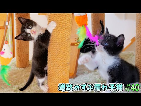 子猫達がパパのお手製おもちゃでこんなに上手に遊べるようになりました🐈🐈🎵【道路のずぶ濡れ子猫 #40】(YouTube)