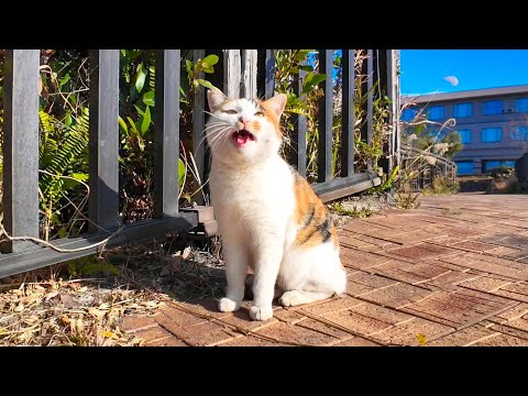 公園でよく喋る猫に出会った(YouTube)