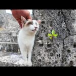 お城の石垣風の展望台に行こうとすると猫が付いてきた(YouTube)