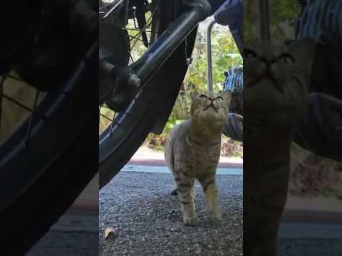 バイクに興味津々の猫(YouTube)