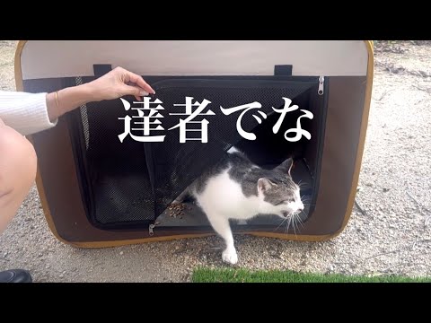 怪我が治った地域猫をリリースします(YouTube)