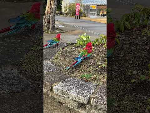 バイオパークってこんなところです。　Come to Nagasaki Bio Park #動物 #animals #インコ #macaw(YouTube)