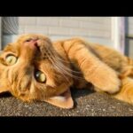 感動猫動画 のライブ配信(YouTube)