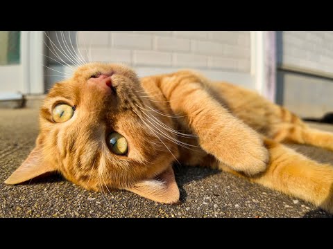 感動猫動画 のライブ配信(YouTube)