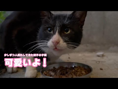 少しずつ慣れてきた迷子の子猫とっても可愛くなりました 【2024 01 15-1】(YouTube)