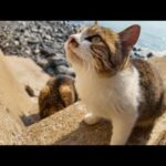 海辺の猫ちゃん達、カリカリ食べ終わったところでした(YouTube)