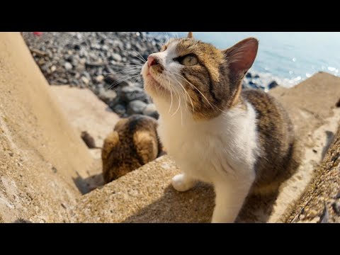 海辺の猫ちゃん達、カリカリ食べ終わったところでした(YouTube)