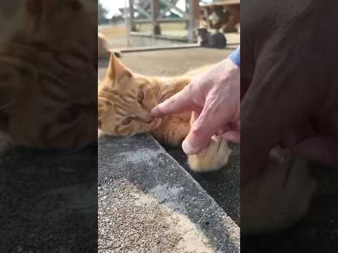 仔猫に囲まれて幸せすぎる(YouTube)
