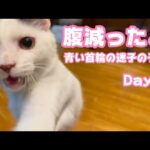 お腹空いたよ！ 青い首輪をした迷子の子猫 Day21  【2024 01 08-1】(YouTube)
