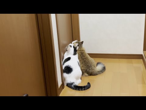 「ドアを開けて」と目力でお願いするときの猫(YouTube)