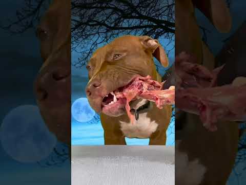 鶏の骨を噛み砕く音(YouTube)