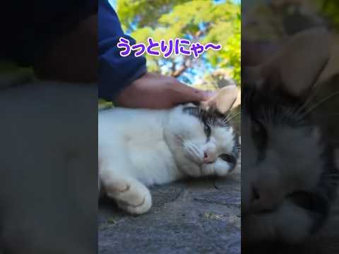 撫でられてうっとりしちゃう猫が可愛い😍(YouTube)