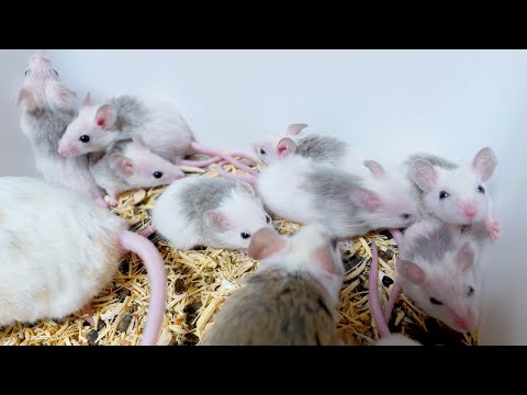 ネズミの赤ちゃんたちの目が開いてきた(YouTube)