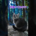 小さい子猫はママを探して…(YouTube)