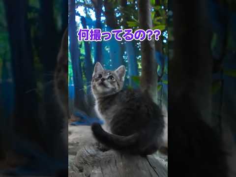 小さい子猫はママを探して…(YouTube)