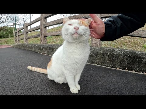 よその縄張りに行って、喧嘩を売りまくる茶シロ猫を連れ戻す(YouTube)