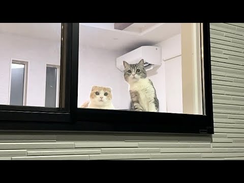 飼い主が帰ってきた姿を窓から見つけた猫たちの反応がかわいすぎました…笑(YouTube)