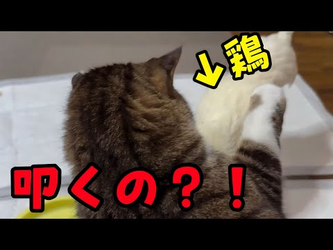 猫のポン太、一緒に暮らすニワトリに手を出してしまうのかっ？！(YouTube)