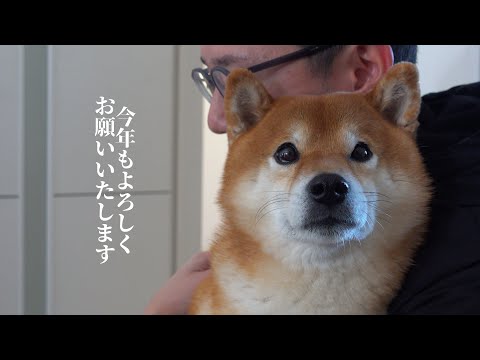 年末年始で過去最大に何度も抱っこを要求する柴犬ハチ。(YouTube)