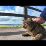 ビーチにいたキジトラ猫ちゃん、最初はビビってたけど撫でると懐いてきた(YouTube)