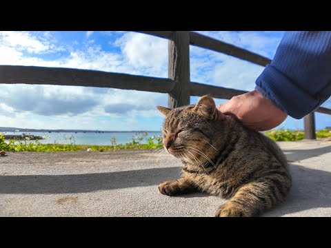 ビーチにいたキジトラ猫ちゃん、最初はビビってたけど撫でると懐いてきた(YouTube)