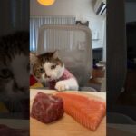 猫のおせち料理とお年玉 #エースおむすびのお正月 #AceKitchen🍳😼 #chefcat #catsofyoutube #shorts(YouTube)
