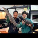 とんでもない爬虫類を飼育、繁殖する超マニアのお宅に訪問してみると…(YouTube)